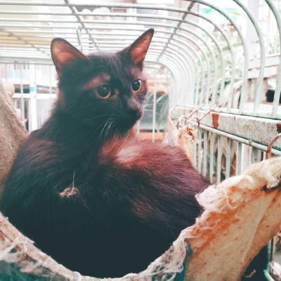 淘宝猫跳什么舞,淘宝机器猫是什么意思