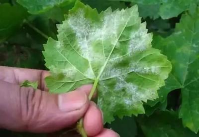 植物医生加盟店转让群,出狱后还适合进入社会吗