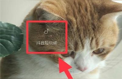 抖音商品如何上架淘宝商品,抖音可以卖货吗