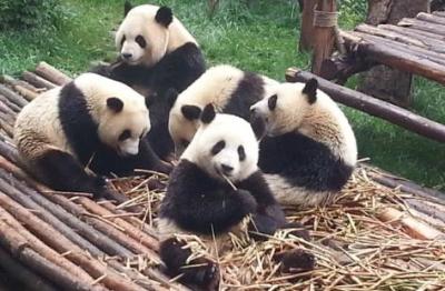 直通车在哪里上传创意图,淘宝直通车违规怎么解决