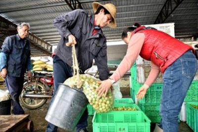 直通车收购率一般多少合适,邮政极速鲜的优缺点