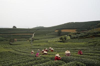 网购茶叶怎么用淘宝,拼多多上卖的茶叶怎么样
