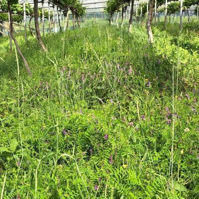 淘宝的多多果园如何收费,拼多多果园里怎样得到水滴收集器