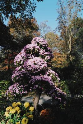 淘宝卖菊花要多少押金,大平层住着舒服还是楼上楼下的别墅舒服