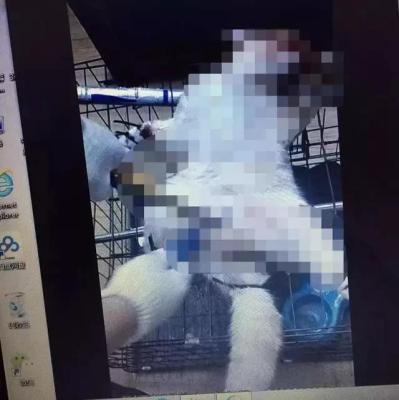 闲鱼服务搜什么店好卖家,闲鱼鱼小铺开通条件难不难
