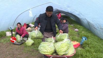 无锡拼多多无货源电商,大家认为拼多多买东西怎么样