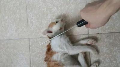 闲鱼审核是怎么弄,闲鱼审核一般多久