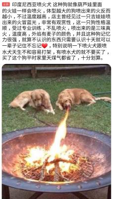 闲鱼为什么挂猫,双十一猫树怎么在咸鱼卖