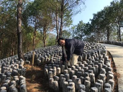 淘宝合伙种树在哪里查看,淘宝种树15级别还要浇水吗