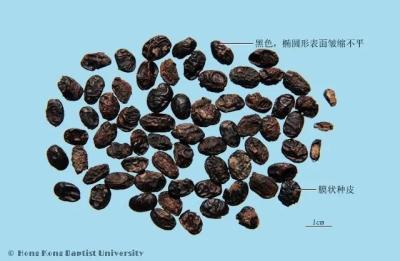 中药配药淘宝店铺推荐什么,各种常用中药价格都是多少