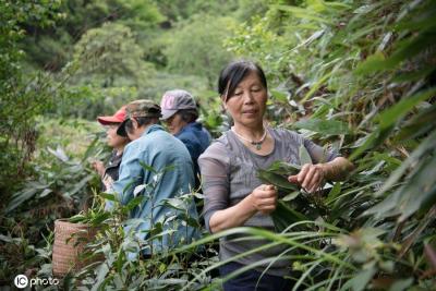 淘宝上哪里有便宜的茶叶,淘宝上架茶叶流程