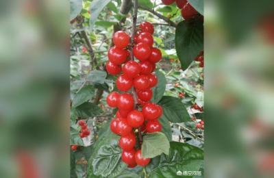 淘宝樱桃苗测评在哪里进入,俄8大樱桃四年苗多粗