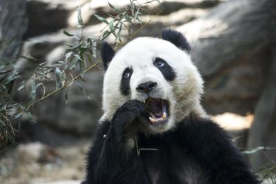 直通车创意主图怎么暂停,直通车账户被暂停怎么办