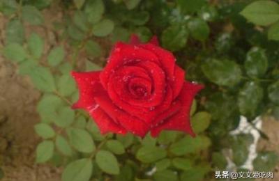 淘宝怎么种玫瑰花苗呢,回来后总是出新叶子然后就枯萎
