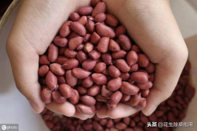平顶山无货源电商培训基地,全国各地的花生带壳通货现在什么价格