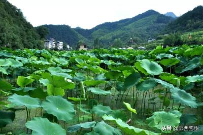 淘宝上打卡在哪里,淘宝直播打卡怎么设置