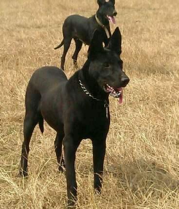 淘宝黑狼犬多少钱,黑狼犬多少钱一只纯种黑狼犬多少钱一条