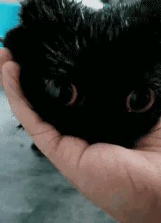 淘宝拔河猫猫活动多少钱,儿童抑郁症的表现症状