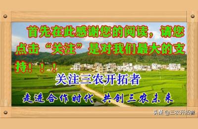 西瓜无货源怎么选品,回家种西瓜怎么样