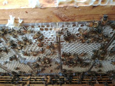 淘宝什么时候取消打假,天猫打假广告怎么处理