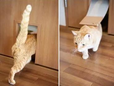 淘宝上的猫需要注意什么,淘宝五块钱的猫靠谱吗