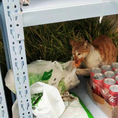 淘宝猫猫人气如何快速升级,怎样在集合竞价的时间里快速的选出目标股