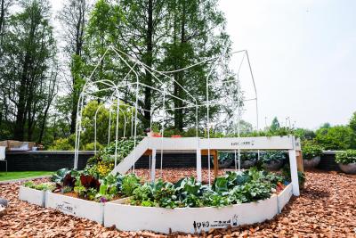 淘宝上说种菜  什么意思,5元一盆的多肉植物容易种植成活吗